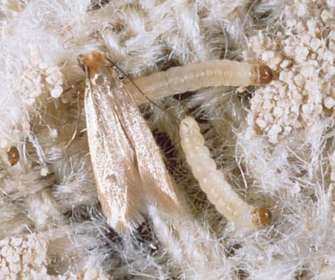 Daños de l apolilla de la ropa