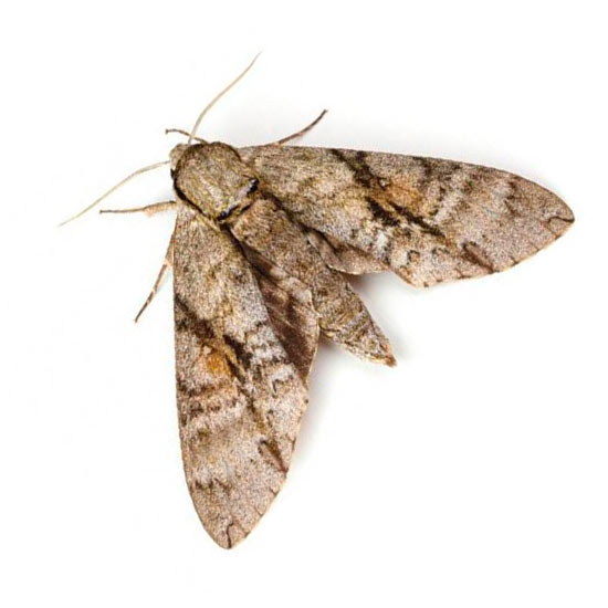 Polilla de la ropa o Tinea Pellionella