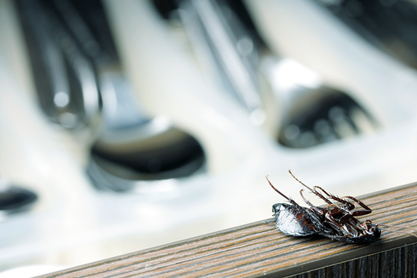 Cucaracha junto a los tenedores de un restaurante