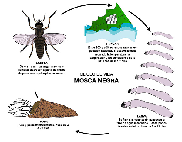 Ciclo de vida de la mosca negra