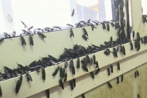 Plaga de mosca negra