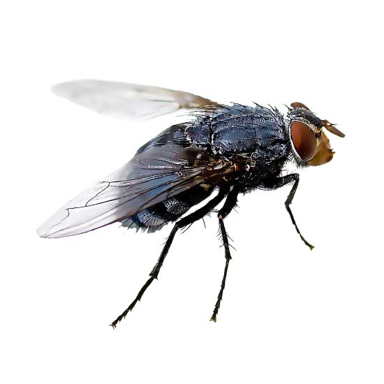 Mosca negra o Simuliidae