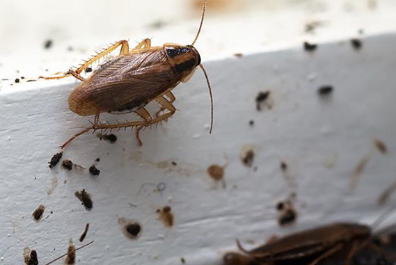 Cucaracha rodeada de excrementos