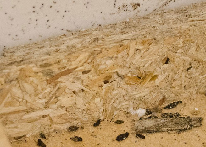 Excrementos de cucaracha en juntas de cajón de madera