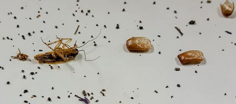 Cómo son las cacas de las cucarachas