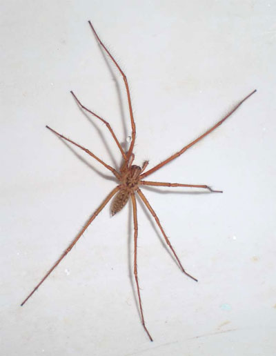Araña domética