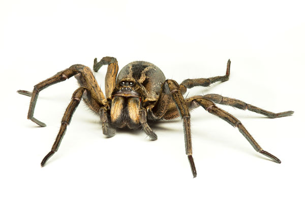 Araña lobo