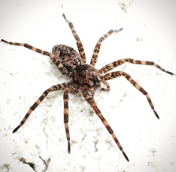 Araña marrón