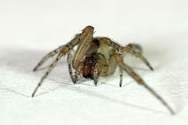 Araña tegenaria