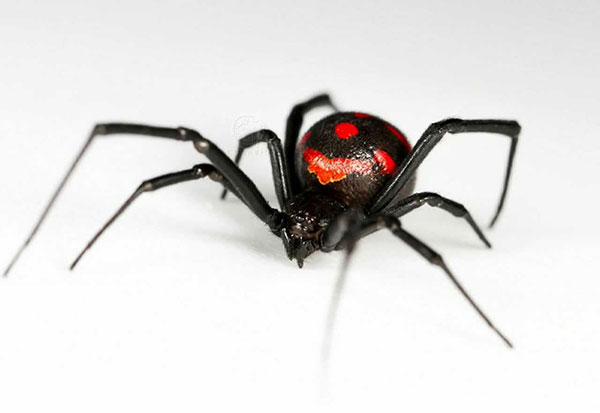 Araña viuda negra