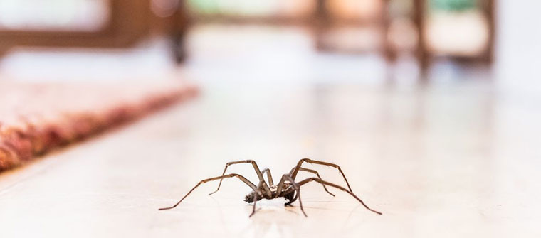 Plaga de arañas