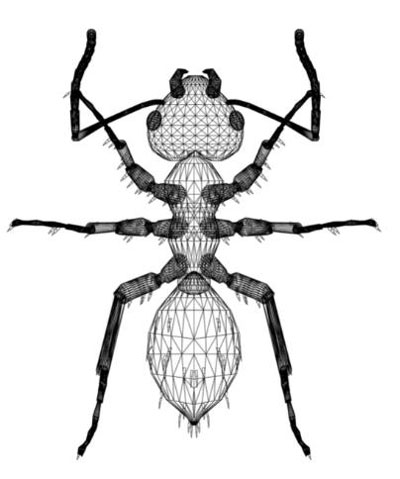 Partes de una hormiga