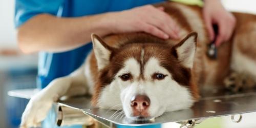 Fumigar con perros en casa