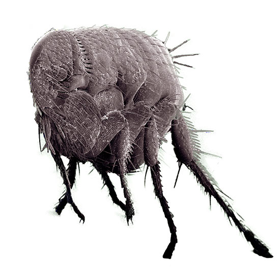 Pulga insecto