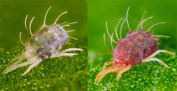 Aspecto araña roja según estación del año