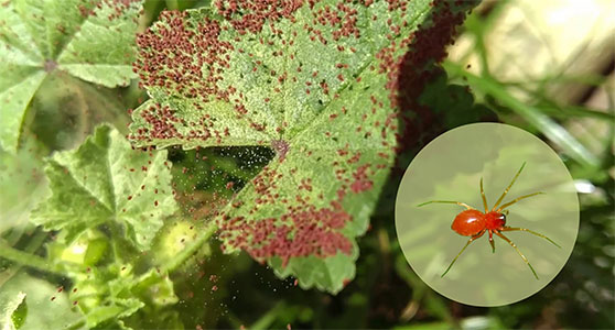 Plaga de araña roja
