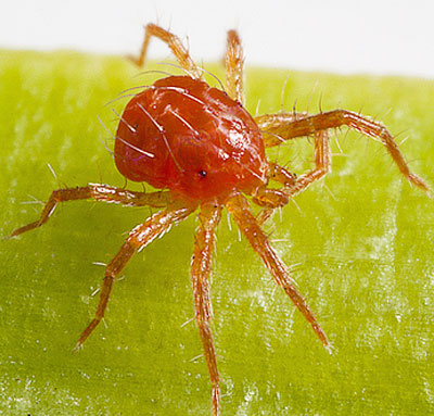Araña roja vista al detalle