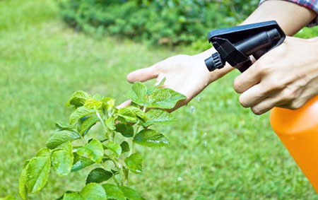 Aplicando tratamiento químico para combatir la plaga de araña roja