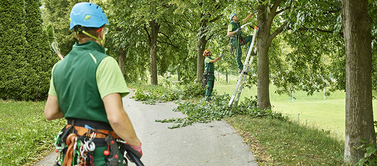 Que es la endoterapia arbórea