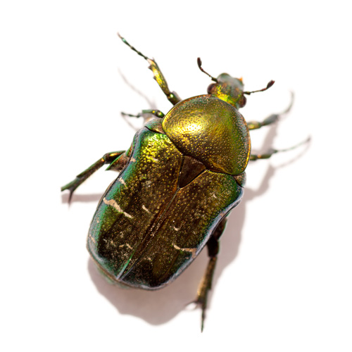 escarabajo dorado