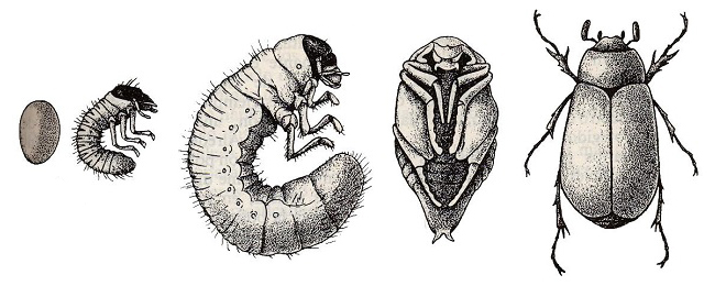 Ciclo de vida de los escarabajos