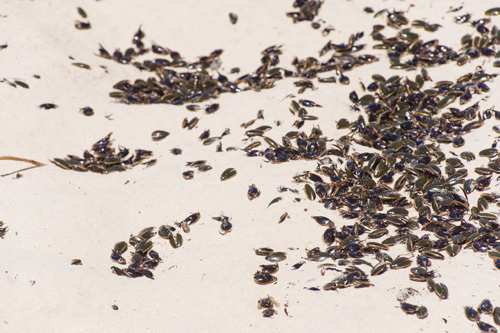 Plaga de escarabajos