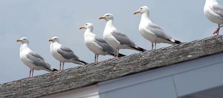 Plaga de gaviotas