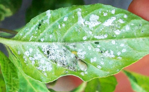 Planta infectada con plaga de trips