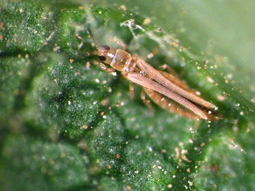 Trips alimentándose de una planta