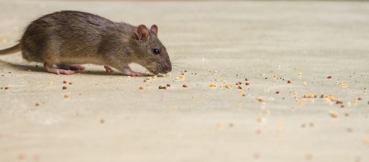 Cagadas de ratón