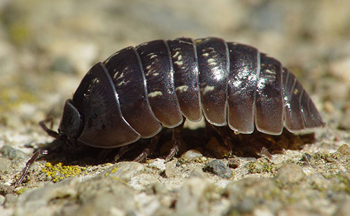Cochinilla vista de cerca