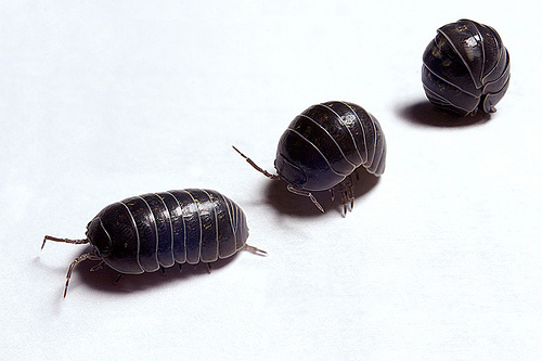 Cochinilla enrollándose por fases