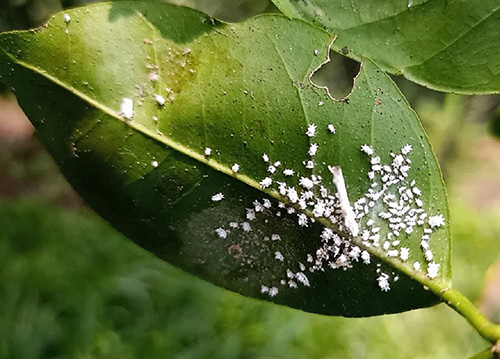 Planta infectada por cochinillas
