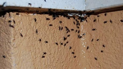 Plaga de cochinillas en el hogar