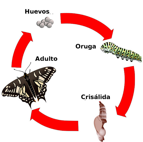 Etapas de desarrollo de la mariposa del geranio