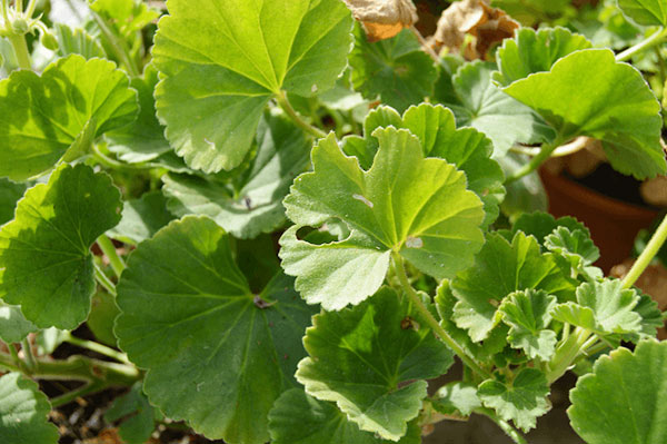 Daños de la mariposa del geranio en hojas