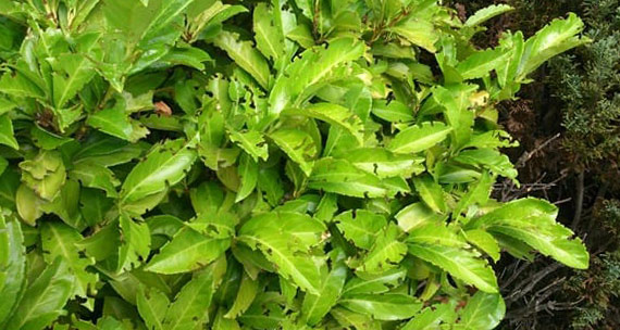 Plaga e minadores de hojas