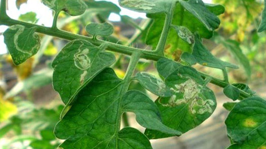 Daños que causan los minadores de hojas en las plantas