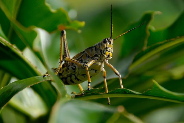 Detalle de una langosta sobre una planta