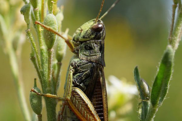 plaga de langostas en campo de trigo