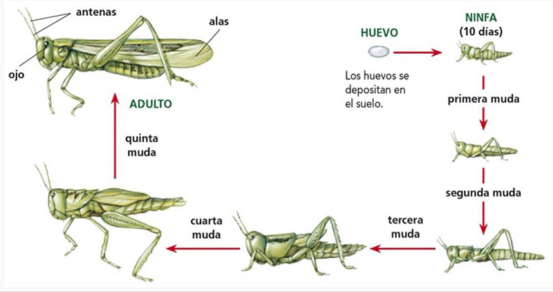 Etapas de desarrollo de la langosta