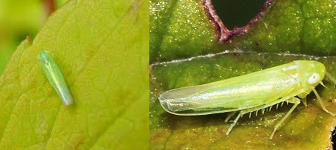 Efectos del mosquito verde