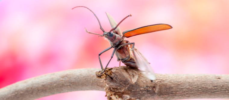 Plaga de escarabajos voladores