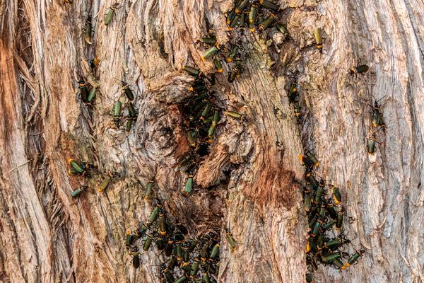 Plaga de escarabajos voladores