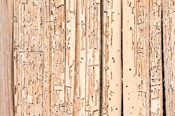Madera afectada por la carcoma