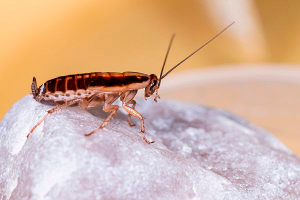 La cucaracha puede estar presente en cualquier época del año