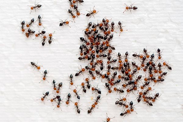 Plaga de hormigas en casa