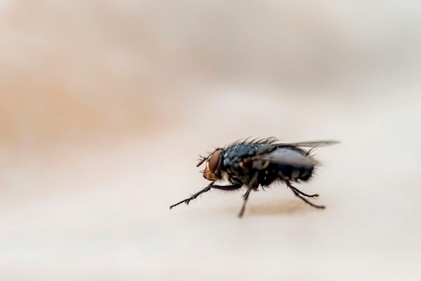 insectos comunes en las viviendas