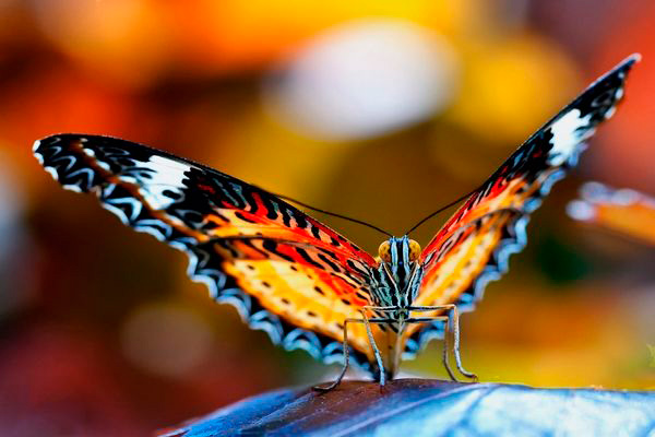 ¿Cómo respiran los insectos?