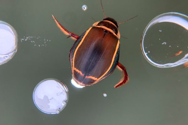 Insectos acuaticos repiración